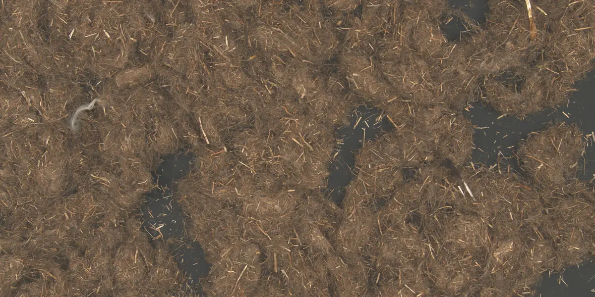 Feder — Echte Aufnahmen der Kamera. Flax Clean markiert jedes Fremdmaterial zwischen den Fasern.